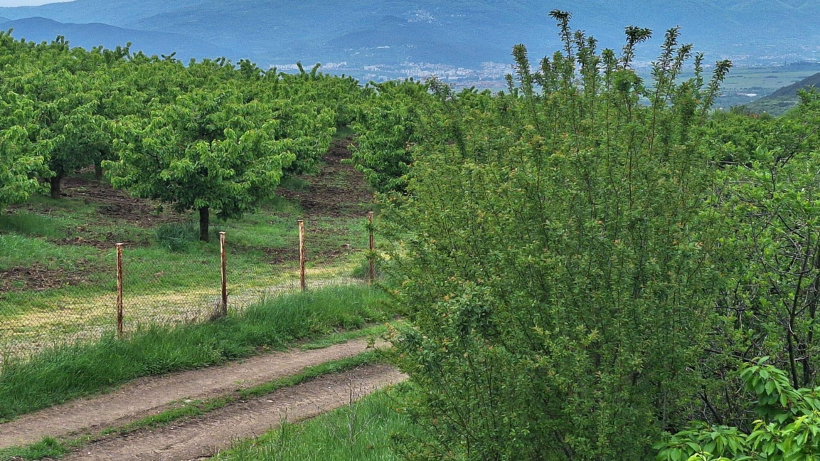 Овощни градини в област Кюстендил