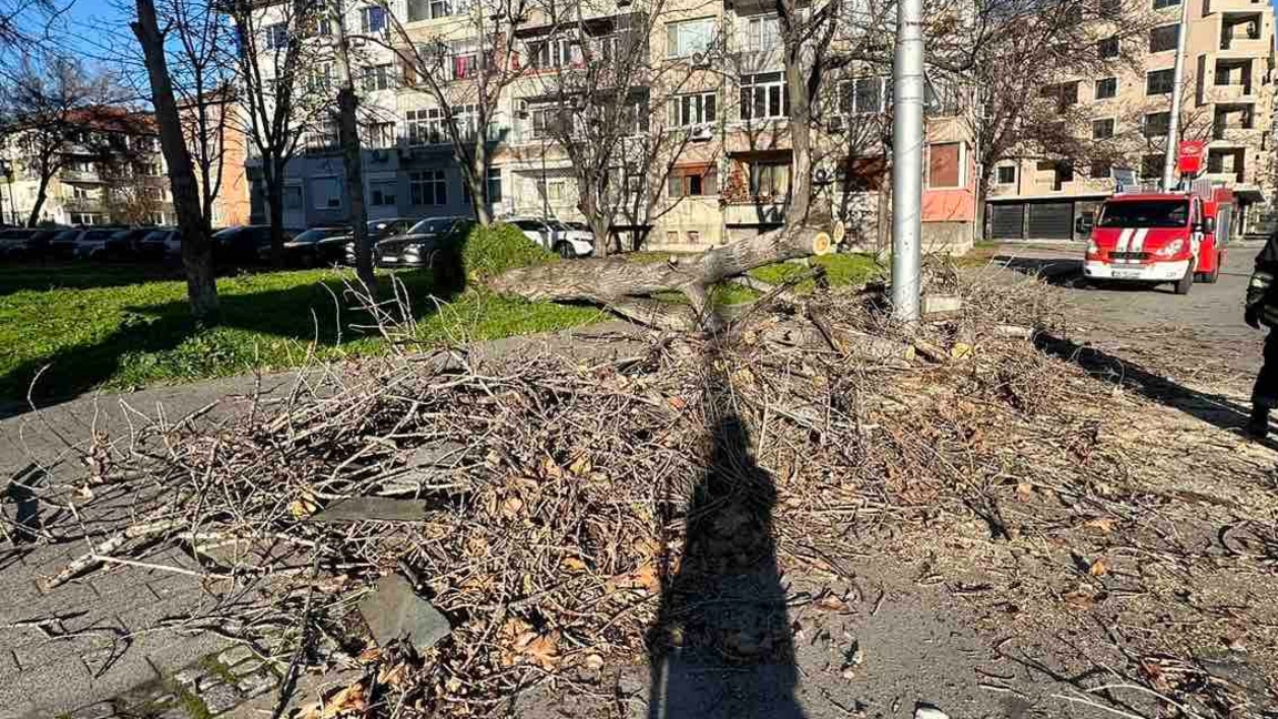 Вятърът събори клони и дървета, десетки са сигналите в Пловдив