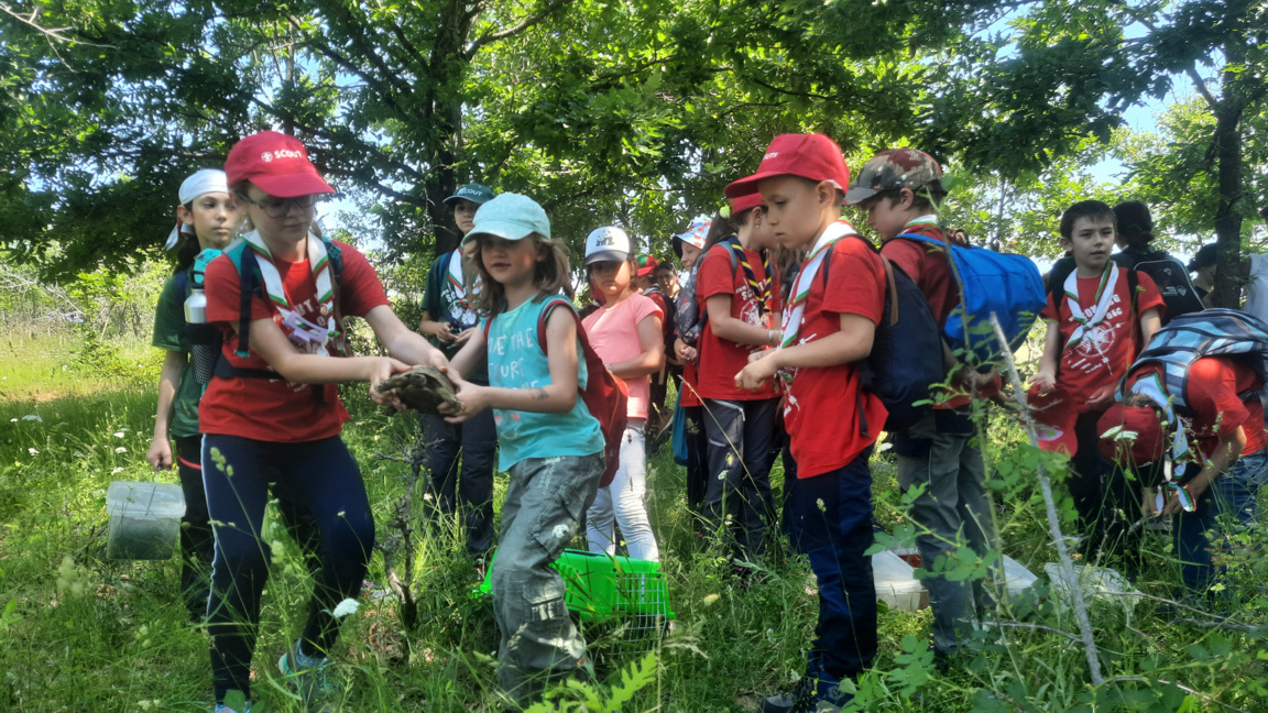 Любовта към костенурките означава да ги ...