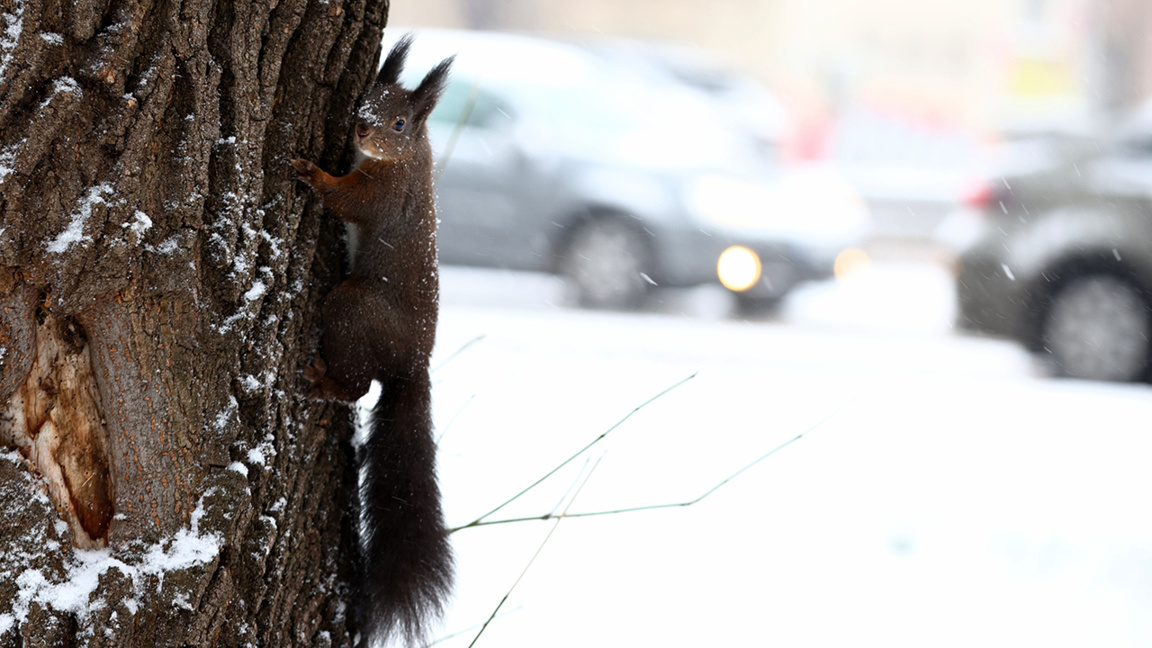 прогноза за времето сняг