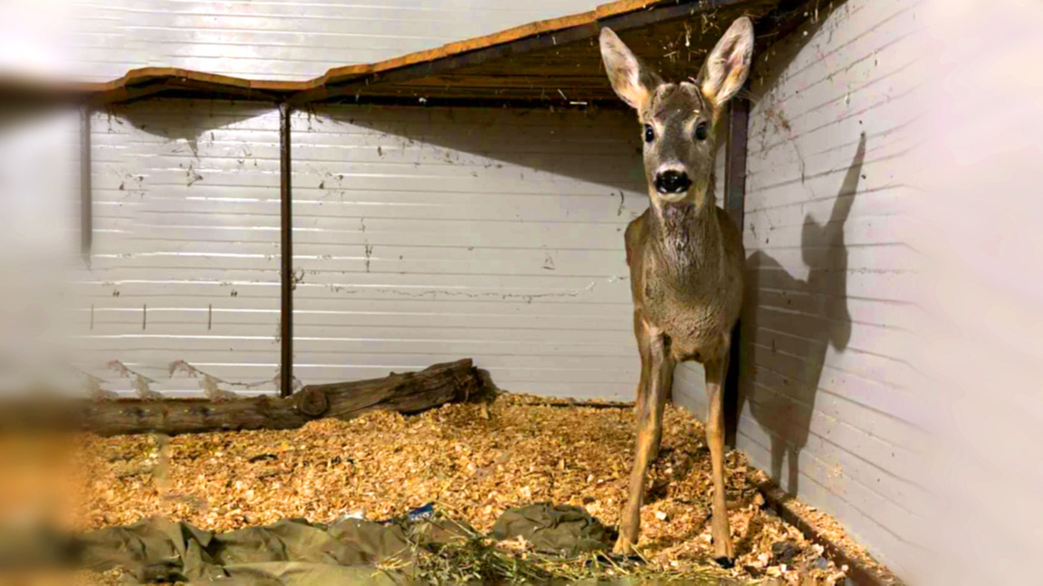 Спасиха ранен съръндак от района на Аркутино